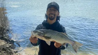 Sacramento River Striper Fishing ft. Fish & Wildlife (Catch And Cook)