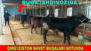 QIRG’IZISTON BUQALARI OPTOM NARXLARDA SOTUVDA