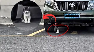 The lost kitten sits alone under the car waiting for her mom to come back, but she never does.😭