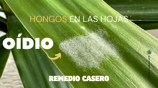 Como tratar los hongos en las plantas - Oídio y Mildiu