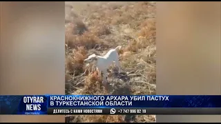 Краснокнижного архара убил пастух в Туркестанской области