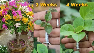 How to graft bougainvillea | Super easy method to multicolour bougainvillea grafting 100% results