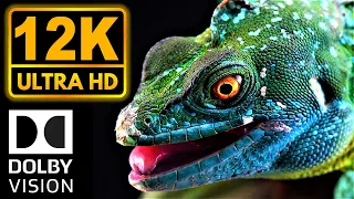 12K HDR 60fps Dolby Vision | True Cinematic