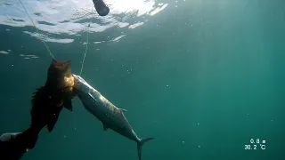 Spearfishing, Excellent Morning dive, Spanish and grouper, waiting for the session start - 29/9/23