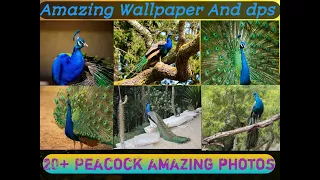 Peacock Best HD Photos | Peacock HD Images | Peacock HD Wallpaper Images | Peacock Photos