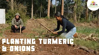 Grow Turmeric in permaculture Garden for.a Big Harvest!