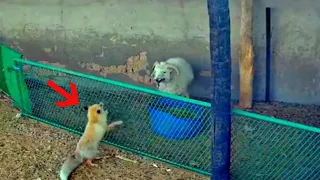 Fox attacks a full grown sheep