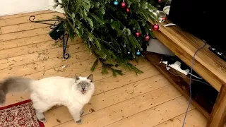 Hilarious CATS & DOGS vs CHRISTMAS TREES - Best LAUGHS FOR HOLIDAYS