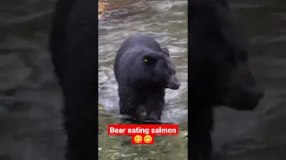 Bear Cub Eating a Salmon, Sproat River, British Columbia Canada #shorts #viral #wildlife