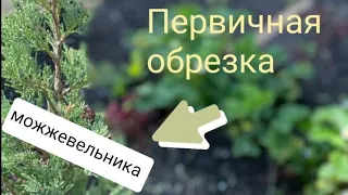 Как я ФОРМИРУЮ СКАЛЬНЫЙ МОЖЖЕВЕЛЬНИК Первая ОБРЕЗКА