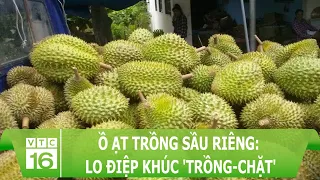 Ồ ạt trồng sầu riêng: Lo điệp khúc 'trồng-chặt'  | VTC16