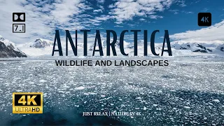 ANTARCTICA | SOUTH POLE | WILDLIFE | NATURE IN 4K#antarctica