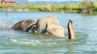 Подводная лодка класса Дженни 😁 Слоны в Тайгане. Elephant's life in Taigan.