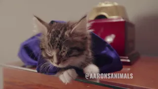 When Cats Make Movies