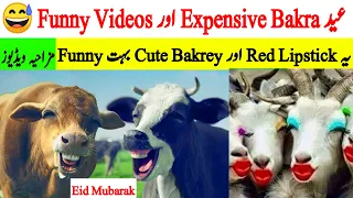 بکرا عید کی مزاحیہ ویڈیوز 😅😂 Eid Animals Funny Moments Caught On Camera Pt-3 | Mudassir Talks