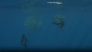 Deep blue sea as sneaky sea lion outsmarts sailfish by stealing its food || WooGlobe