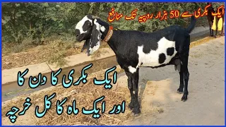 Bkari Ka 1 Din Ka Kharcha information/Goat Ka 1 Maheny Ka Kharcha/Daily and monthly Expenses of Goat