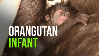 Cleveland Metroparks Zoo Announces Birth of Bornean Orangutan