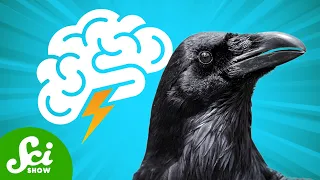 How Smart Are Crows Actually?