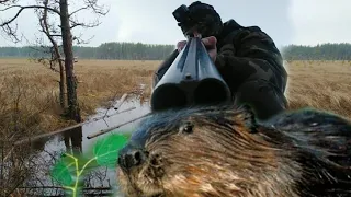 Охота на бобра по светлому. Beaver hunting. 2022