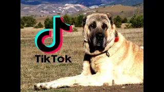 EN EFSANE !!! KANGAL TİK TOK VİDEOLARI #23