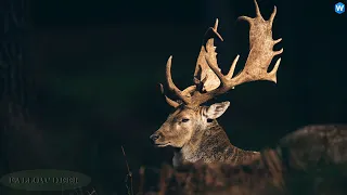 Fascinating Facts About Fallow Deer ?