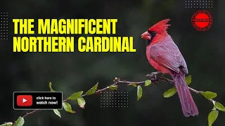 Unveiling the Secrets of the Magnificent Northern Cardinal