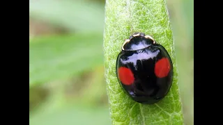 Божья коровка 🐞 интересного окраса.