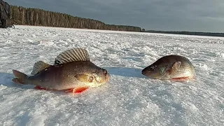 первый лёд 2021 2022 ловля живца окунь на безмотылку