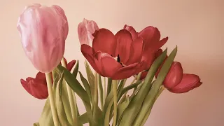 Pretty Pink Bouquets - Valentine's Day Screensaver - Art for TV