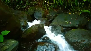 the melodious sound of water and birds chirping to always relax purify the mind, relax, focus, ASMR