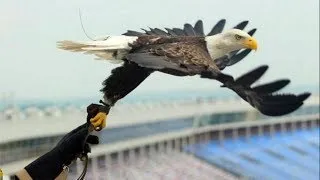 Challenger, the Free-Flying Bald Eagle (AEF)