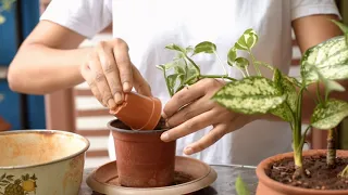 How to transfer water rooted cuttings to soil the correct way||Update on indoor plant propagations
