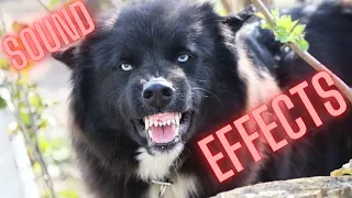 Angry Dog Sound Effects - Angry Growling and Barking Dogs