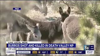 5 burros shot, killed in Death Valley