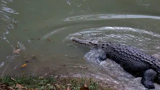 How to feed a hungry crocodile in zoo  | Most beautiful video