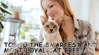 Top 10: The Smartest and Most Loyal Cat Breeds