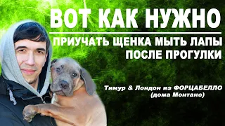 Как приучить щенка мыть лапы после прогулки. Щенок кане корсо Лондон из Форцабелло