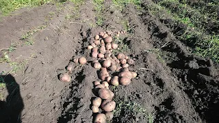 🥔🥔🥔Врожай картоплі 2022року 🥔🥔🥔.