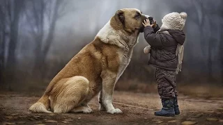 DOGS NEVER LIE ABOUT LOVE ★ Dogs Are True Friends [Funny Pets]