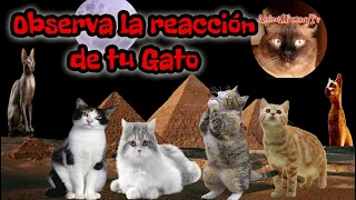 SONIDO CON EL QUE ADORABAN A LOS GATOS EN EL ANTIGUO EGIPTO #Animalfunny