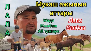 Лала балбан АК ТУМШУК жамбаш Жади