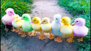 Funny ducklings, ducks, kitten and dog