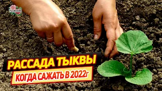 Когда сажать тыкву на рассаду и в открытый грунт в 2022 году