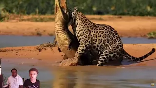 *Jaguar attacks crocodile...*REACTION*