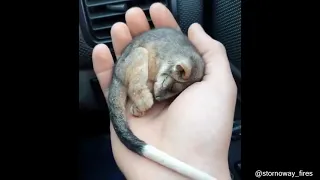 Baby possum saved from freezing