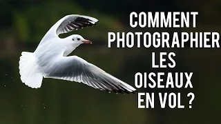 Comment photographier les oiseaux en vol (ou pas) : matériel, réglages, conseils PHOTO