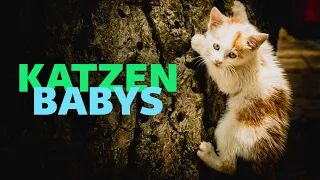 Kittens (Full Documentary About Cats | Nature Documentary | Pet Documentary | Raising Kittens)