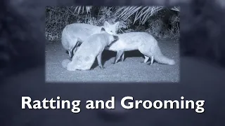 Ratting and Grooming