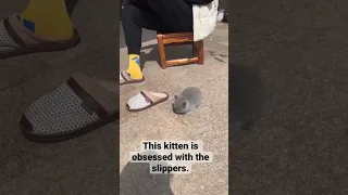 Kitten obsessed with the slippers. #shorts #cat #kitten